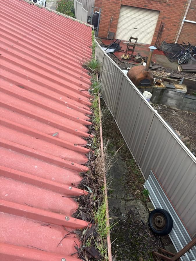 Organic buildup in a gutter example by SS Exterior Services in Kilmore and Mitchell Shire