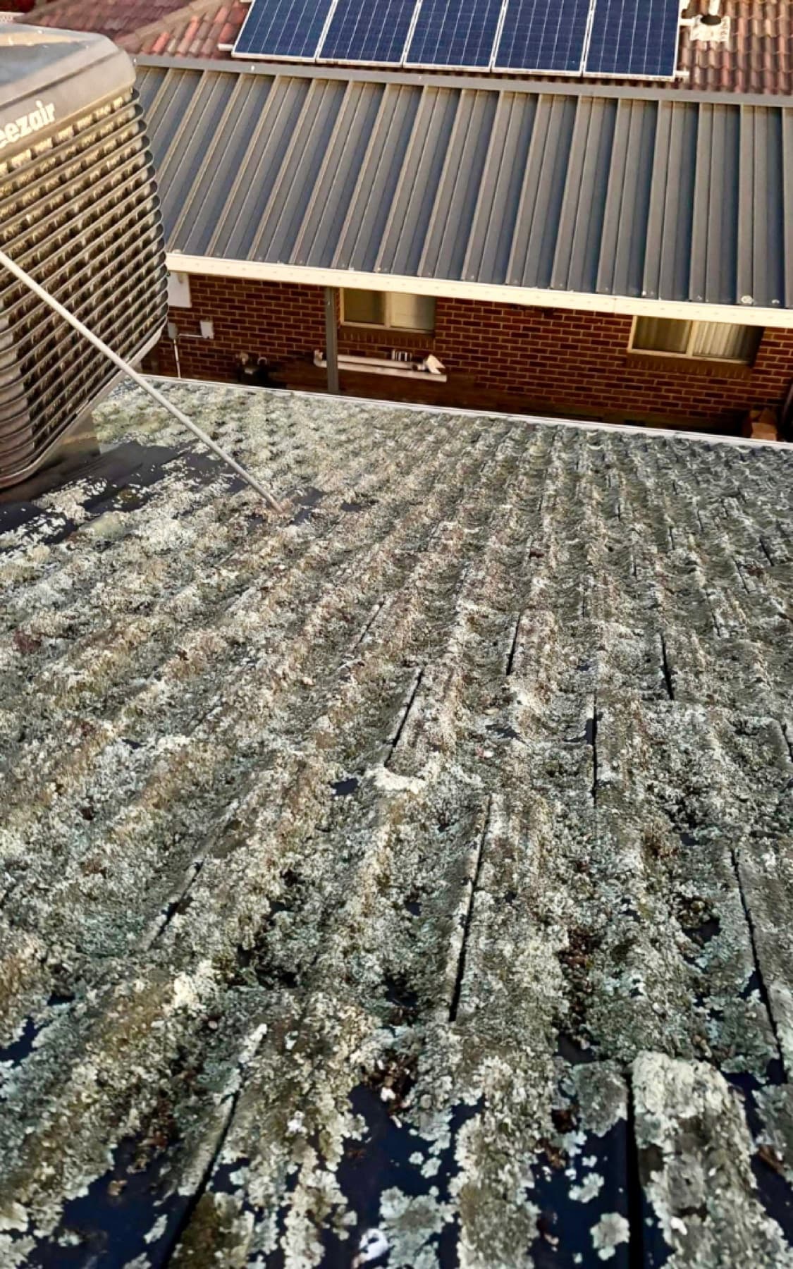 Moss, lichen or algae on a roof example by SS Exterior Services in Kilmore and Mitchell Shire
