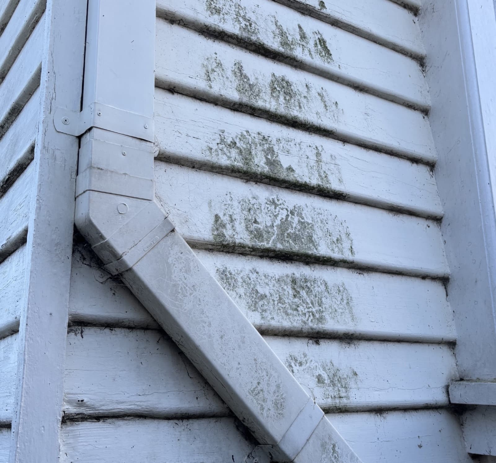 House washing organic growth example by SS Exterior Services in Kilmore and Mitchell Shire